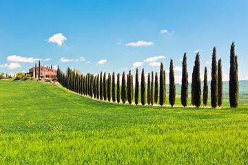 Tuscan ‘Bella Vita’: Wine Tasting, Light Lunch, Cellar Tour and Swim