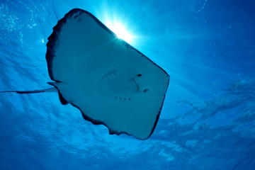 Gibbs Cay Stingray and Snorkel Adventure in Grand Turk