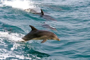 Private Port Stephens Day Tour from Sydney