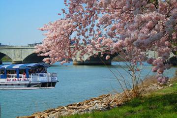 Cherry Blossom and Monuments Cruise in Washington DC