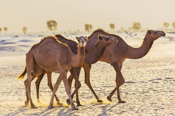 Dubai Desert Morning Tour in 4x4 Vehicle: Camel Ride, Quad Bike Tour, Sandboarding and Camel Farm