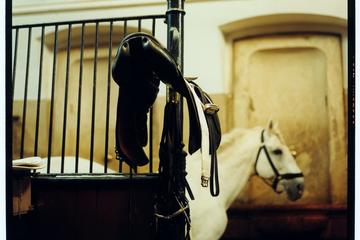 Guided Tour of the Spanish Riding School