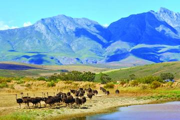 Garden Route 4-Day Guided Tour from Cape Town
