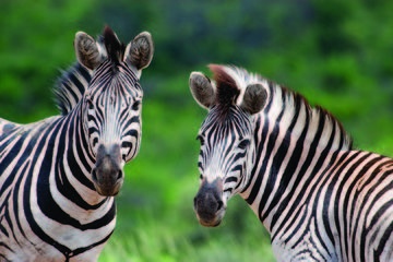 Hluhluwe Umfolozi Park Day Trip from Durban