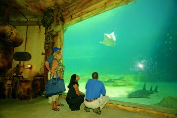 Moses Mabhida Stadium, uShaka Marine Tour and Botanic Gardens Day Tour from Durban