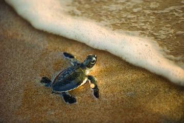 Turtle Spotting Tour in St Lucia in South Africa