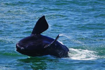 Wine-Tasting and Whale-Watching Tour from Cape Town