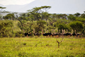 Africas' True Wilderness Safari