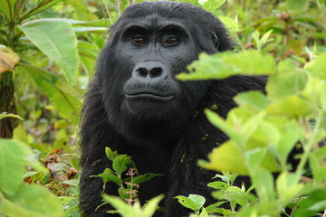 Classic Rwanda and Uganda
