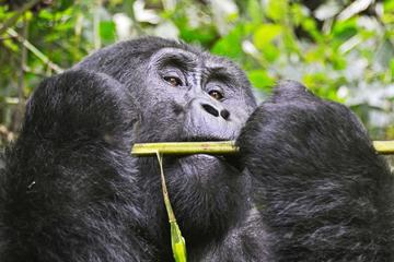Legends of Uganda Safari