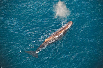 Ocean Safari Heli-Whale Watch