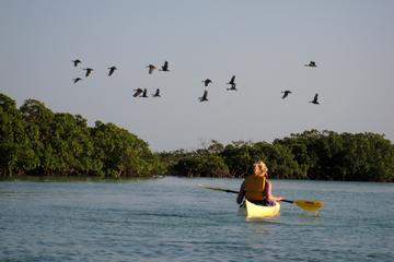 Kayak Eco Tour