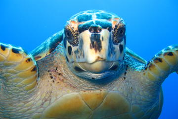 Snorkel Eco Tour