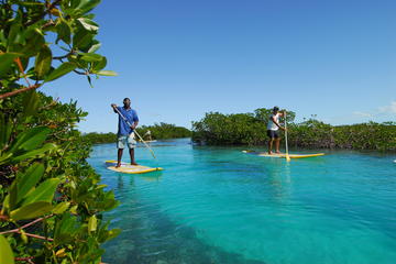 Stand Up Paddleboard Eco tour