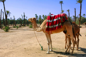 1.5-Hour Small-Group Camel Ride Excursion to Palm Grove from Marrakech