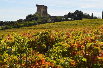 5 hours Châteauneuf-du-Pape Visit and Tasting in 5 Cellars with Wine Specialist