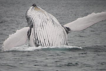 Grand Turk Shore Excursion: Whale Watching Tour