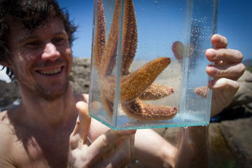 Cape Peninsula Coastal Safari with a Marine Biologist
