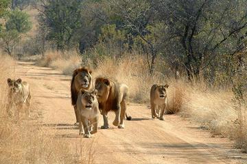 3-Day Safari to Mikumi National Park from Dar-Es-Salaam