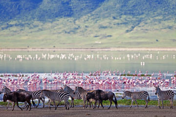 3-Day Safari Tour to Ngorongoro Crater from Arusha