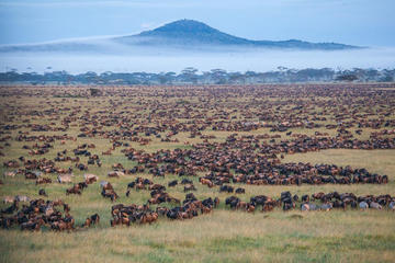 3 Day Safari tour to Serengeti National Park
