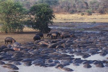 4-Day Katavi National park Guided tour from Arusha