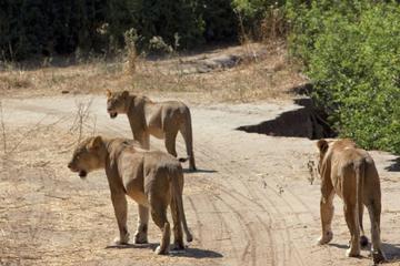 4-Day Ruaha National Park safari tour from Dar-Es-Salaam