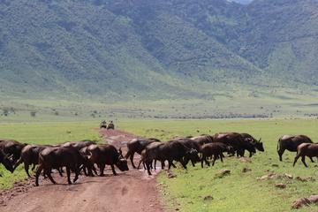 4 Day Safari tour to Ngorongoro Crater & Lake Manyara National park