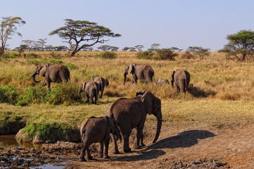 5-Day Safari to Serengeti national park & Ngorongoro Crater from Arusha
