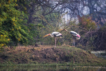 Excursion to Bharatpur Bird Sanctuary from Agra