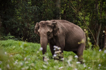 Exploring Cities: A Tour of Munnar