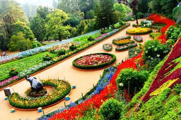 Mountains and Serenity: A Tour of Ooty