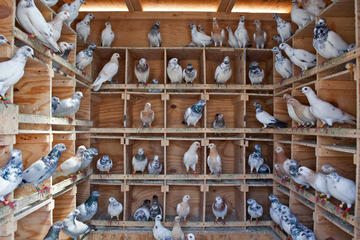 Tour of Agra and its Pigeon Keepers