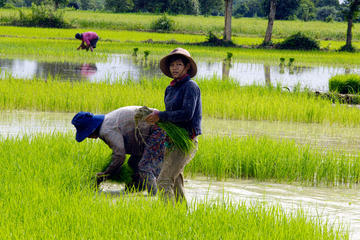 Hpa An - biking from urban jungle to rural village