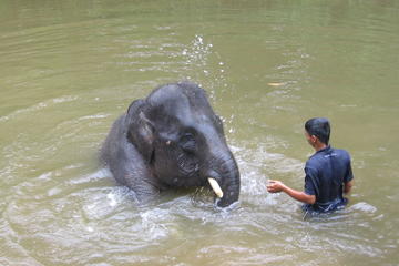 Nursing with Love at Elephant Sanctuary