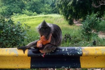 Spectacular Fireflies Watching by Traditional Row Boat - Monkey Feeding - Dinner