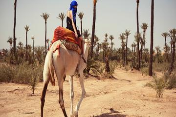 Camel Ride in the palm Grove of Marrakech
