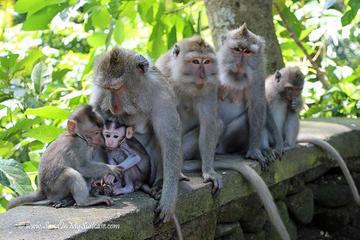 Bali Historical and Culture Tour