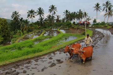 Bali Rice Field,Plantation and Waterfall Trekking