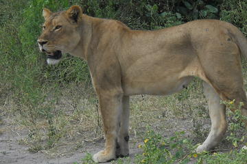 5 Day Mobile Safaris Hwange & Matopos