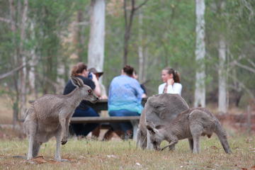 Blue Mountains Overnight Camping Experience