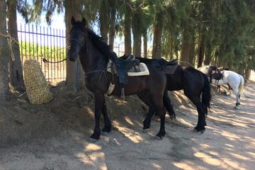 Full Day Wine Tasting Horse Trail