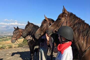 Horse Trail Experience in Paarl