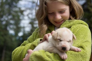 Sled Dog Discovery in Juneau