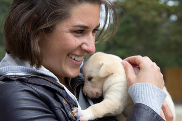 Sled Dog Discovery in Skagway