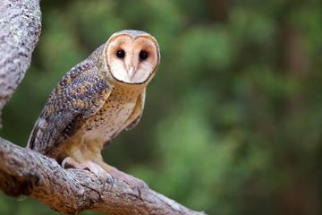 Raptor and Wildlife Refuge Half-Day Tour from Hobart