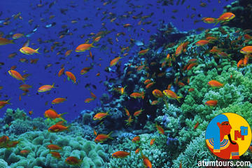 Boat Trip 2 Snorkeling and 1 Diving in Tiran Island Sharm el Sheikh