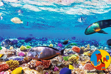 Boat Trip Snorkeling and Diving in Ras Mohamed Sharm el Sheikh