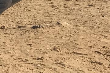 Private Half Day Tour to Pyramids of Giza Sphinx , Private Guide and Private Van