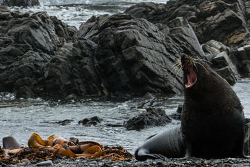 Seal Coast 4WD Safari